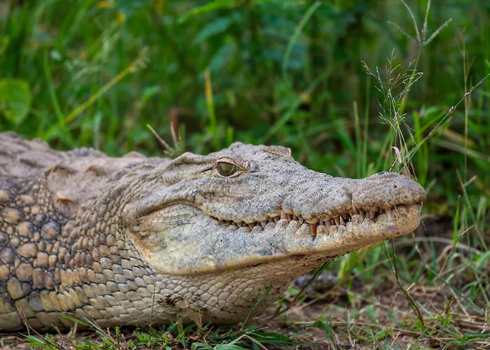 Foxy Crocodile Bush Lodge & Kruger Safaris