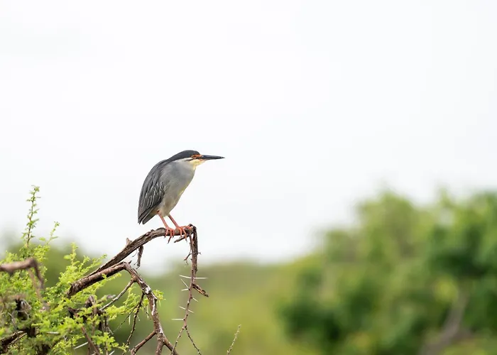 Foxy Crocodile Bush Lodge & Kruger Safaris